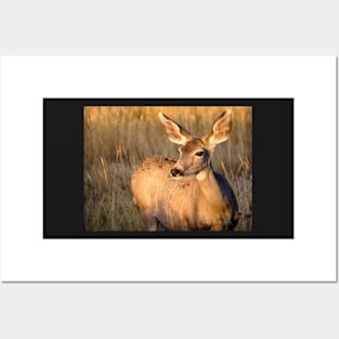 Mule Deer in Afternoon Light Posters and Art